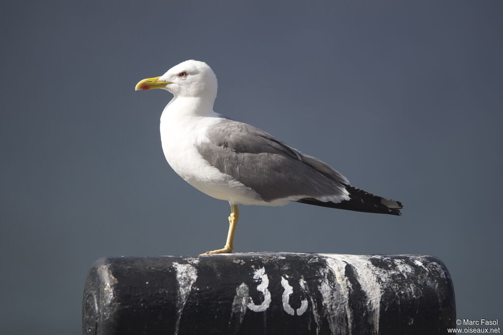 Goéland leucophéeadulte nuptial, identification