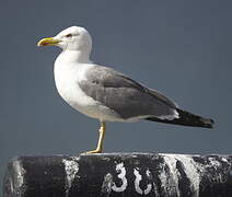 Yellow-legged Gull