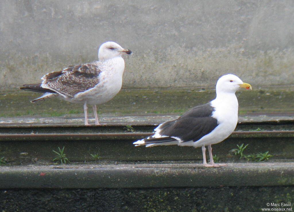 Goéland marin, identification