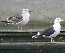 Great Black-backed Gull