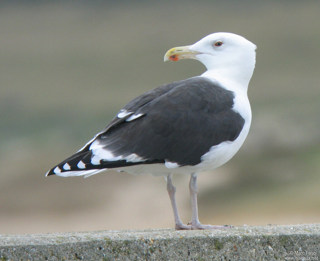 Great Black-backed Gulladult post breeding, identification