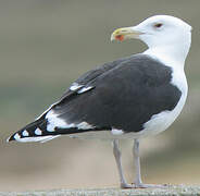 Great Black-backed Gull