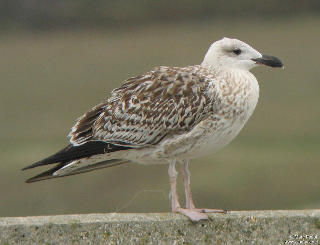 Great Black-backed GullFirst year, identification