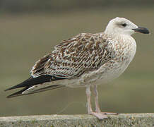 Great Black-backed Gull