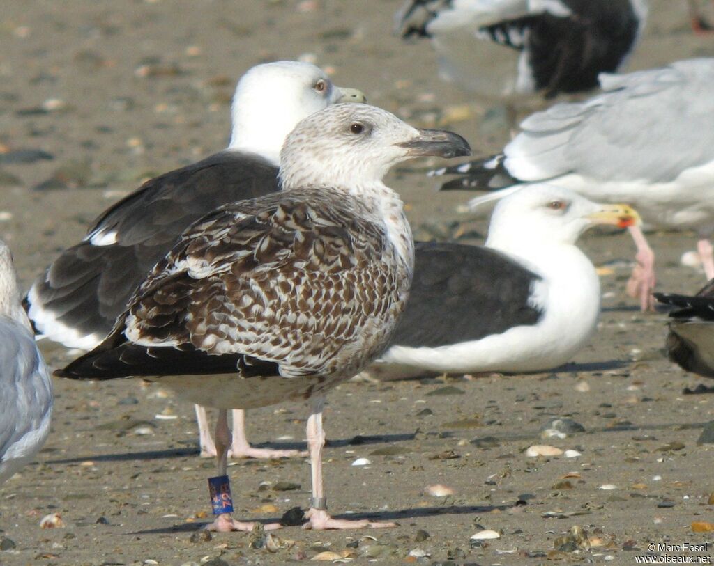 Great Black-backed GullFirst year, identification