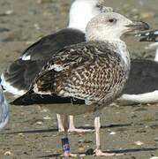 Great Black-backed Gull