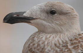 Great Black-backed Gull