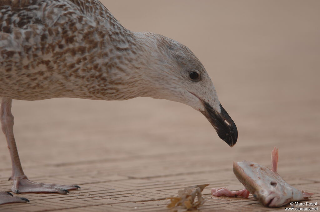 Great Black-backed GullFirst year, feeding habits