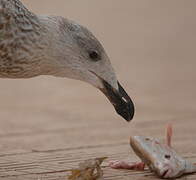 Great Black-backed Gull