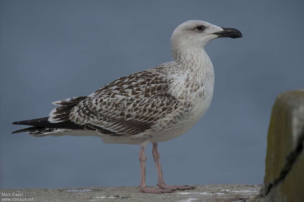 Goéland marin1ère année, identification