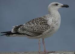 Great Black-backed Gull