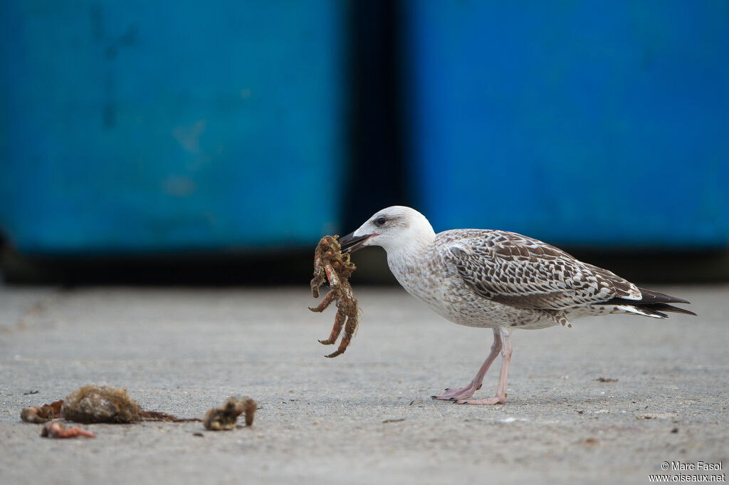 Great Black-backed GullFirst year, identification, feeding habits, eats