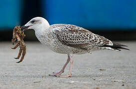 Great Black-backed Gull