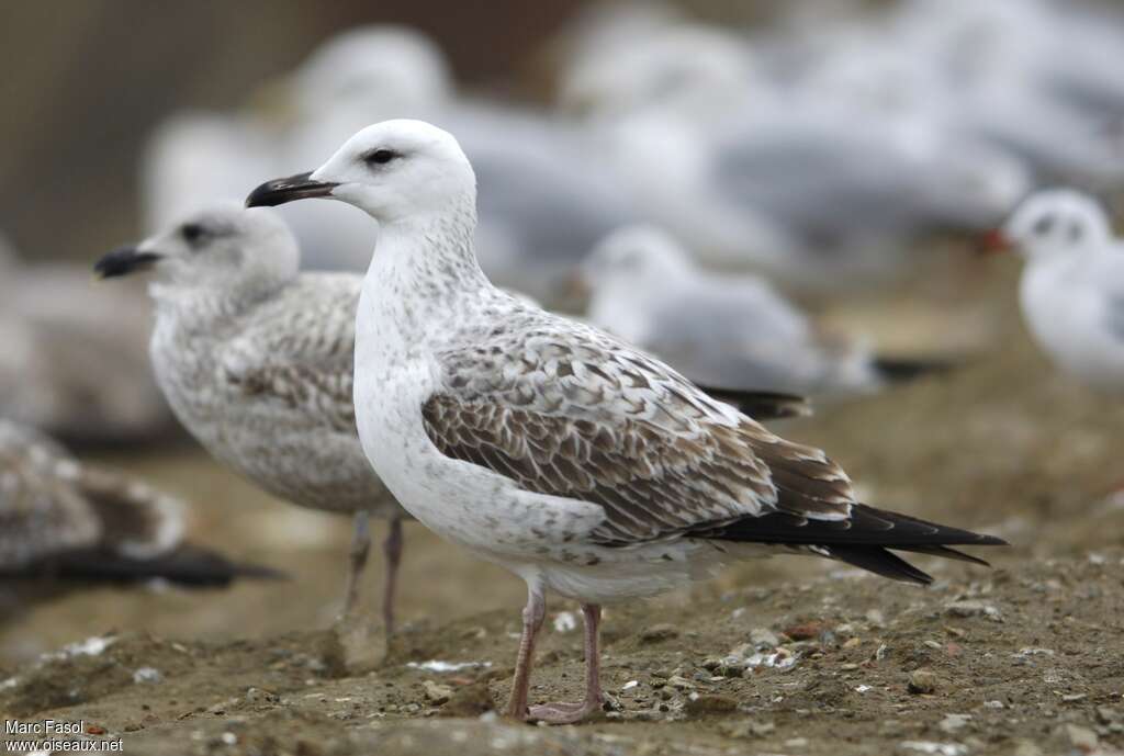 Goéland pontique1ère année, identification