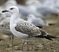 Caspian Gull