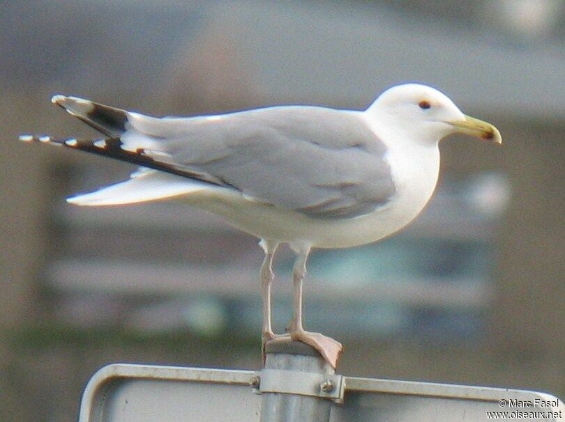 Caspian Gulladult post breeding, identification