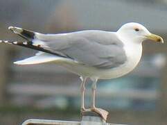 Caspian Gull