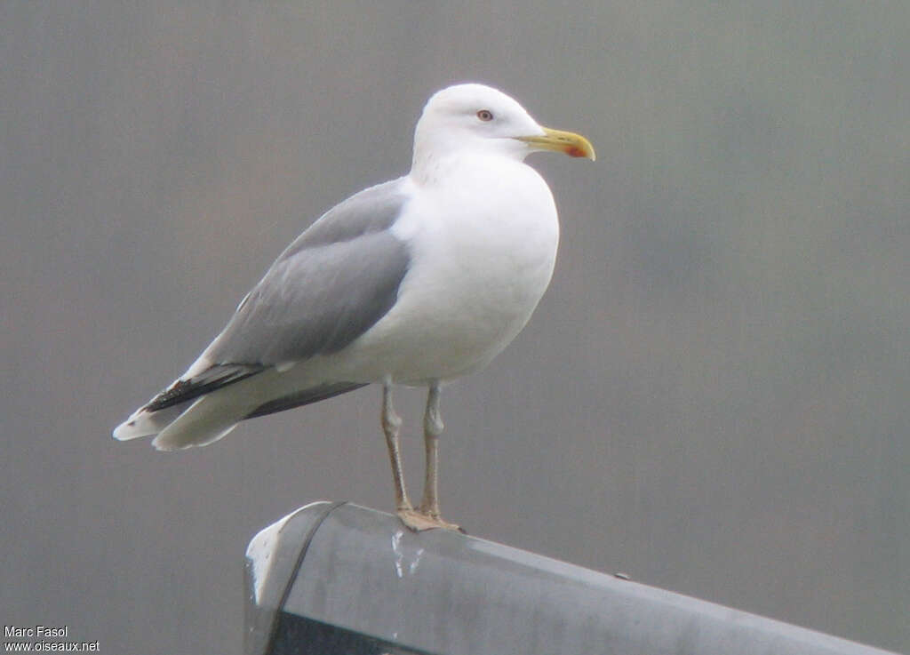 Caspian Gulladult, identification