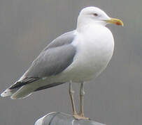 Caspian Gull