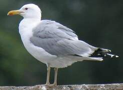 Caspian Gull