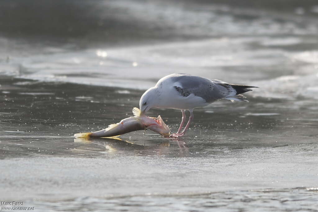 Caspian GullThird  year, feeding habits