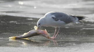 Caspian Gull