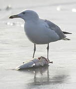 Caspian Gull