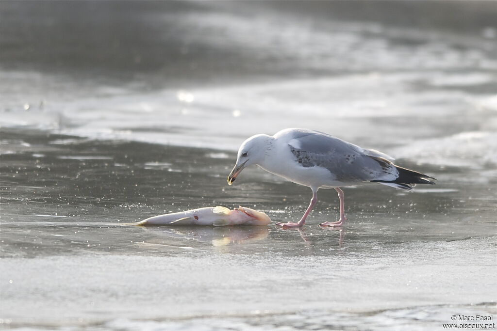 Caspian GullThird  year, identification, feeding habits