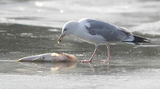 Caspian Gull