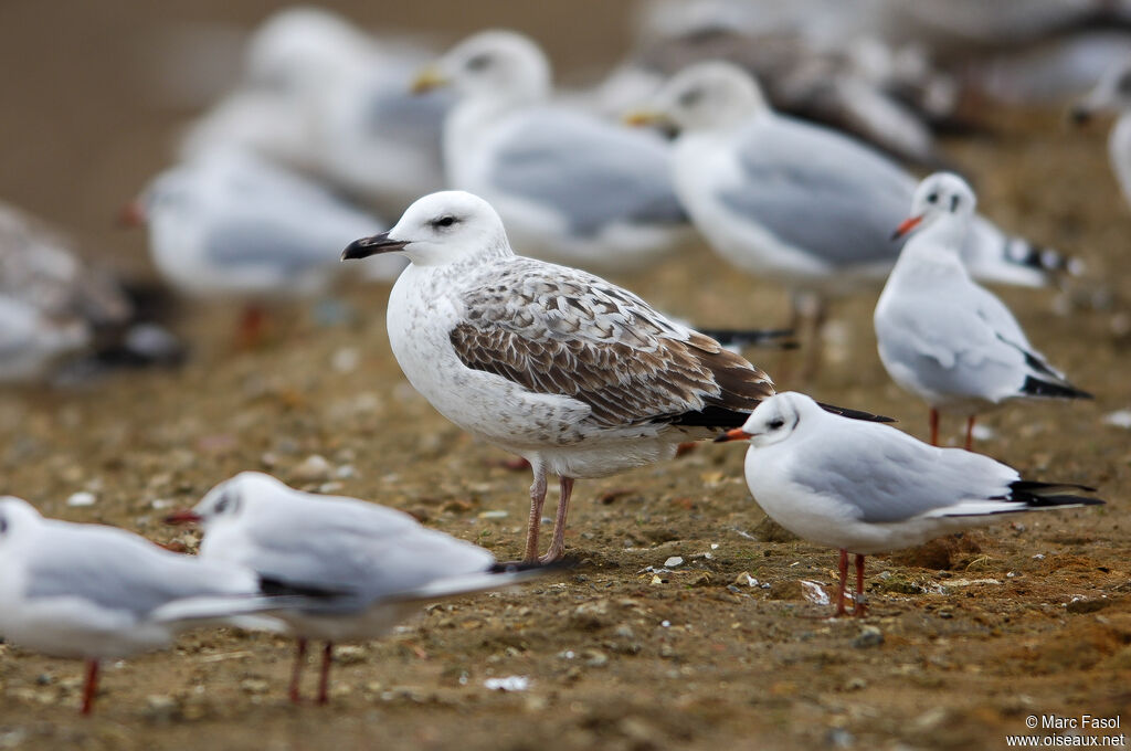 Caspian GullFirst year, identification