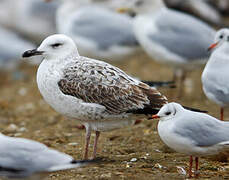 Caspian Gull