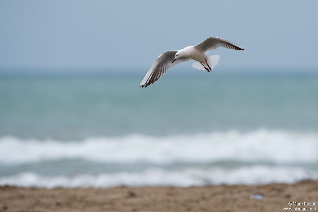 Slender-billed Gulladult, Flight