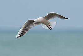 Slender-billed Gull