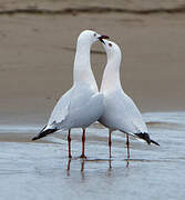 Slender-billed Gull