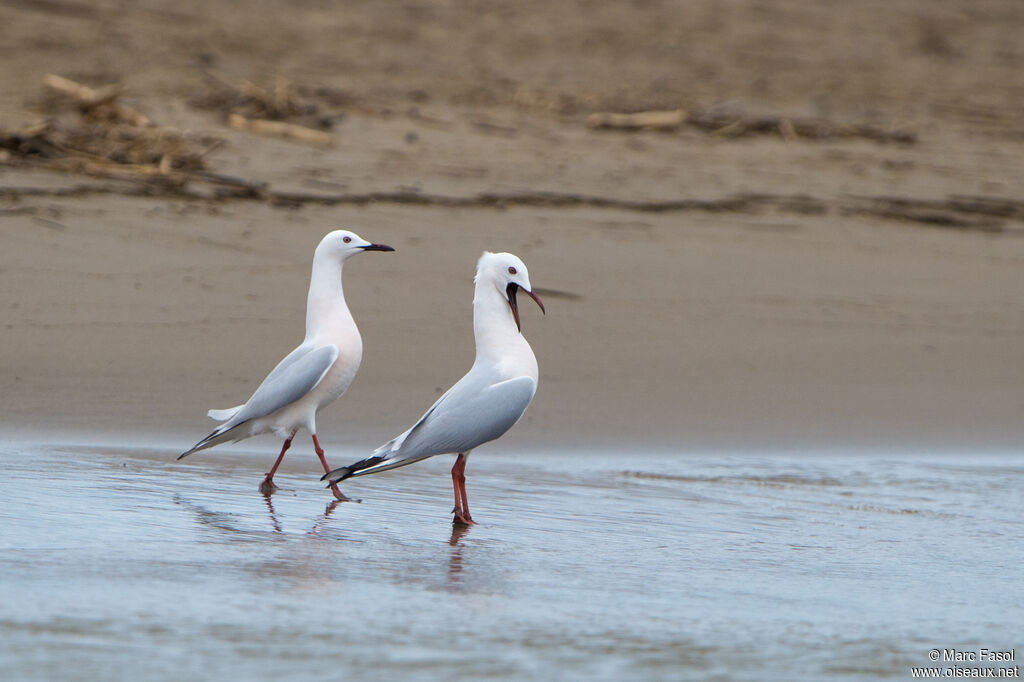 Slender-billed Gulladult breeding, courting display