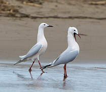 Slender-billed Gull