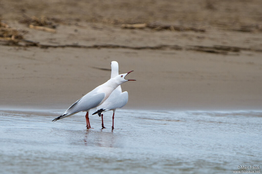 Slender-billed Gulladult