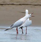 Slender-billed Gull