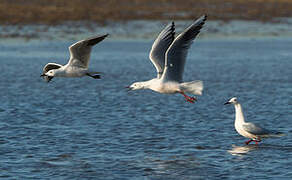 Slender-billed Gull