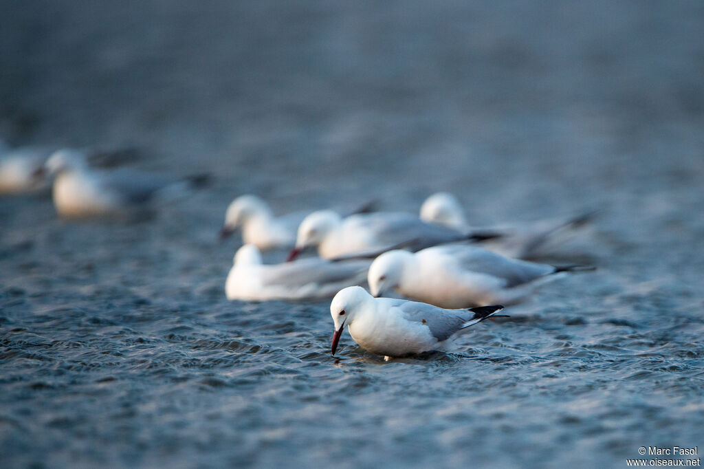 Slender-billed Gull, swimming, fishing/hunting