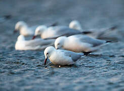 Slender-billed Gull