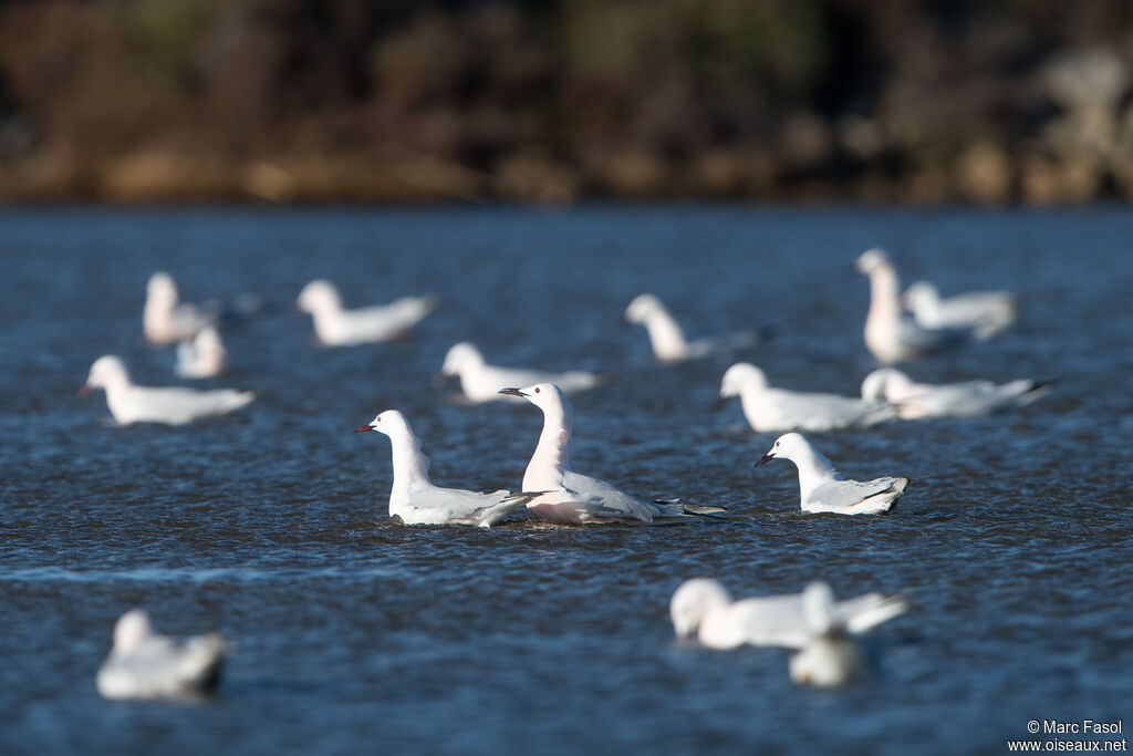 Slender-billed Gulladult breeding, swimming