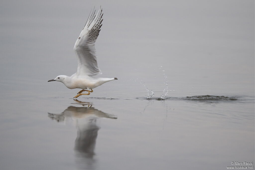 Slender-billed GullSecond year, identification