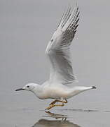 Slender-billed Gull