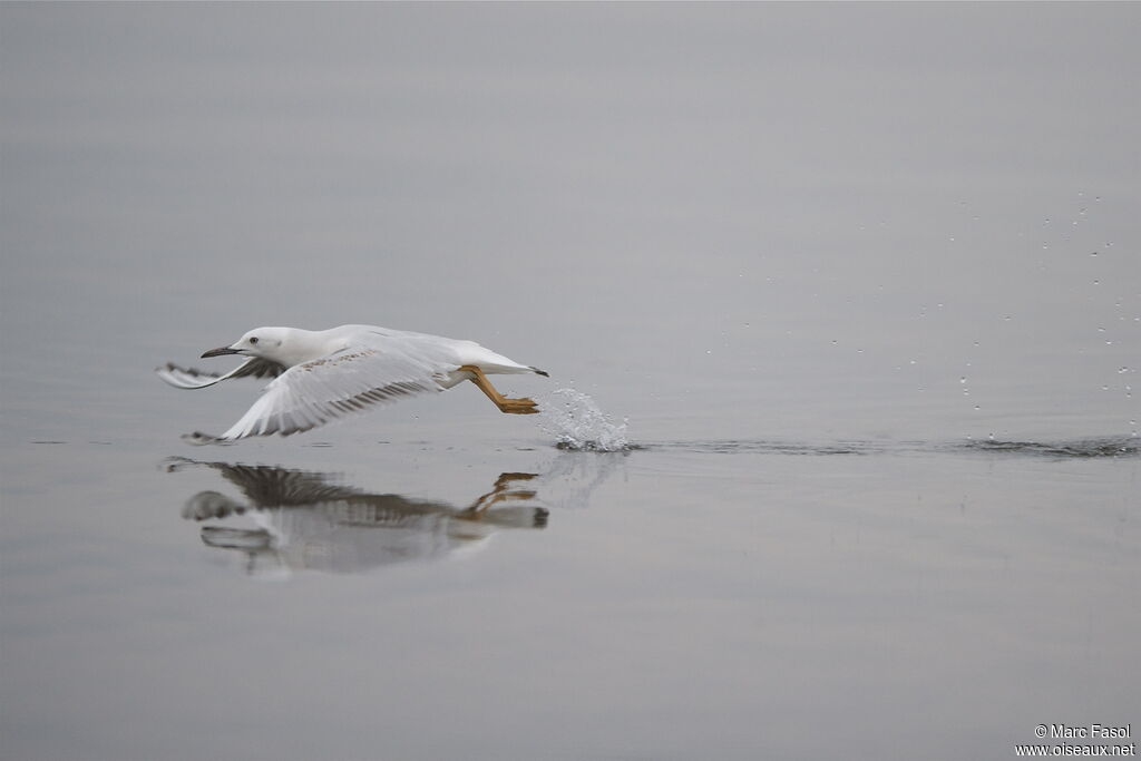 Slender-billed GullSecond year, identification