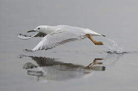 Slender-billed Gull