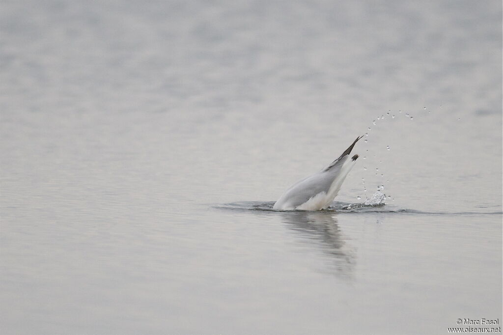 Slender-billed GullSecond year, Behaviour