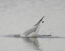 Slender-billed Gull