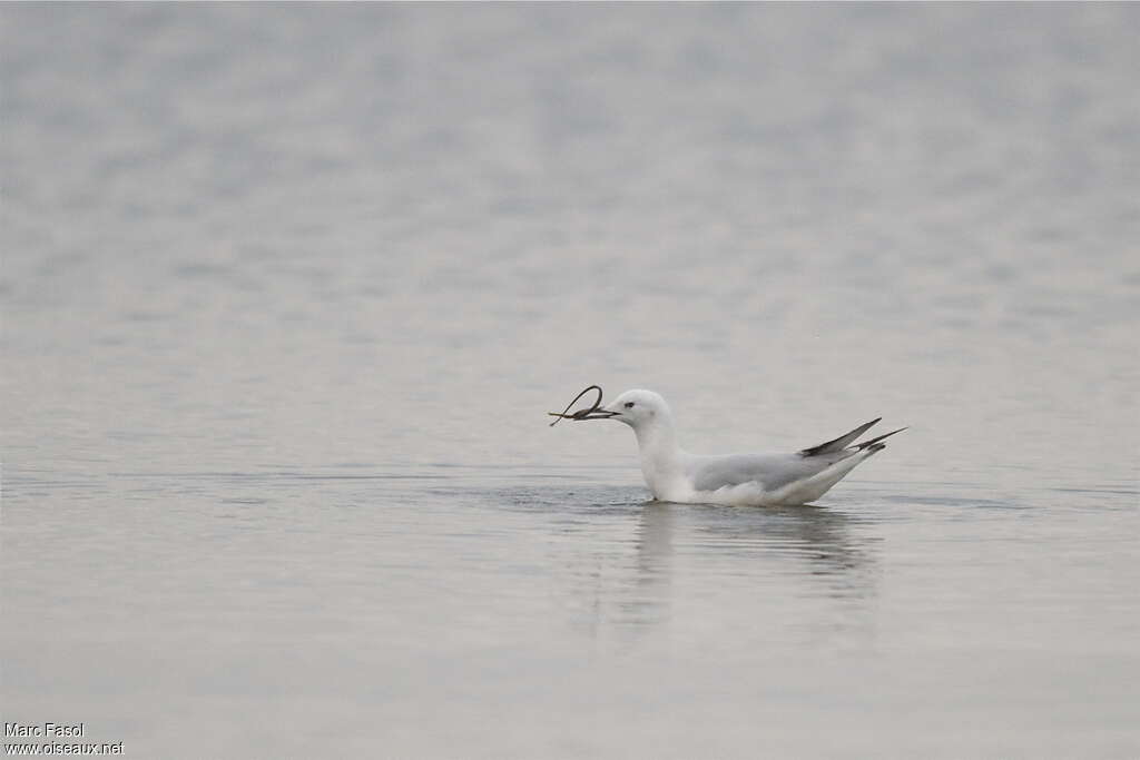 Slender-billed GullSecond year, feeding habits, fishing/hunting, Behaviour