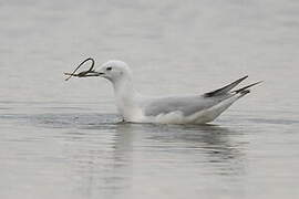 Slender-billed Gull